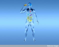 This image shows an illustration of a man drinking a pint of beer, indicating how the body metabolizes alcohol and the organs that this alcohol affects. Wellcome Images via Flickr, CC BY-NC-ND