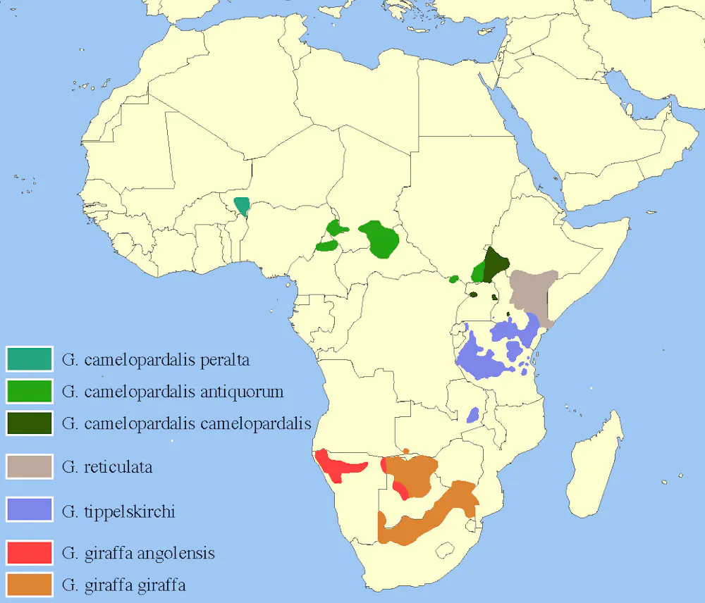 Giraffe Distribution Map It’s time to stand tall for imperilled giraffes