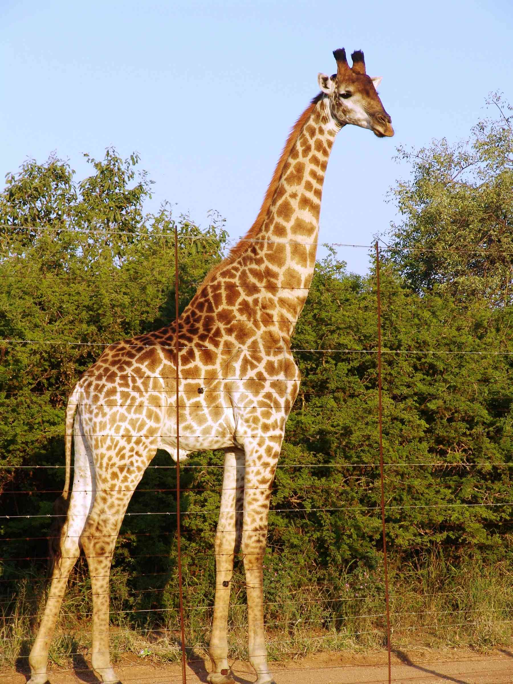 It #39 s time to stand tall for imperilled giraffes It #39 s time to stand tall for imperilled giraffes