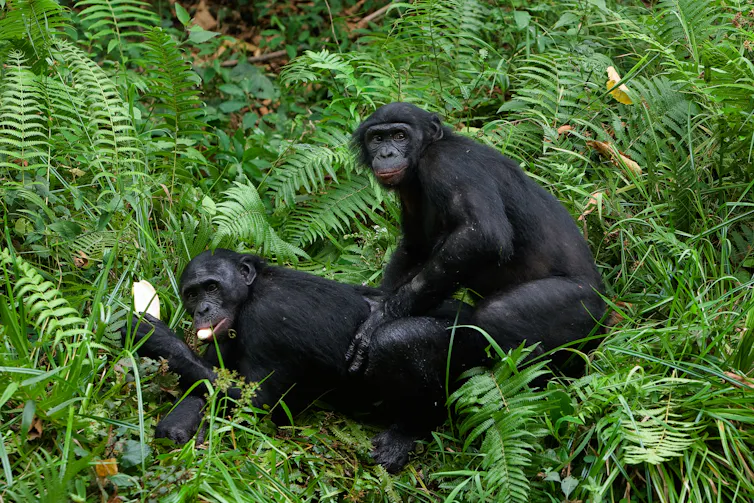 Primates Mating Ritual Dance How penis bones help primates win the mating game – and why humans ...