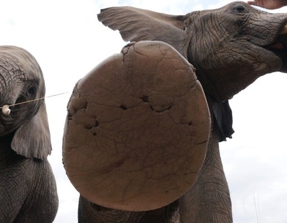 Why elephants kept in captivity suffer from sore feet
