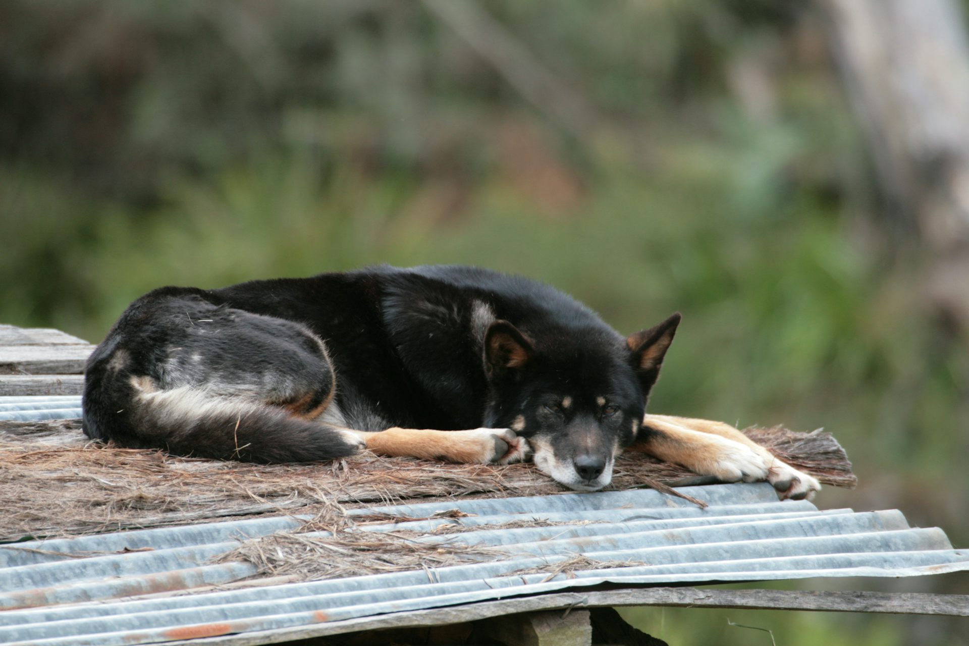 Black Dingo Dog