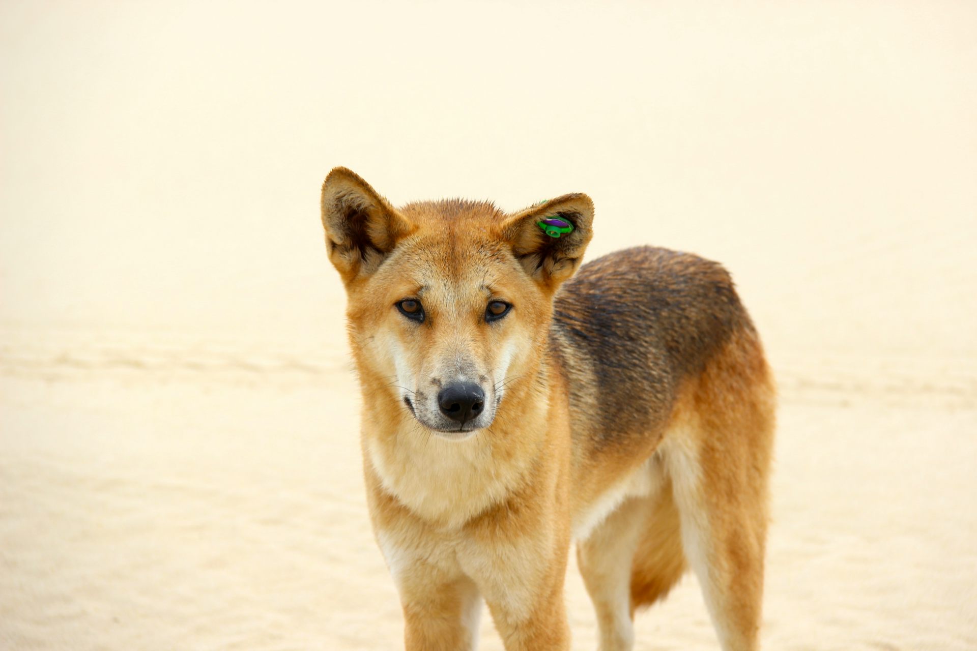Dingoes do bark: why most dingo facts 