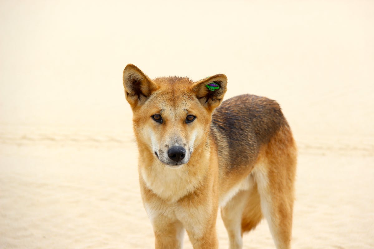 campingvogn handikap Hæl Dingoes do bark: why most dingo facts you think you know are wrong