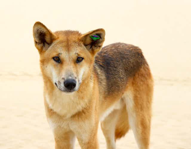 Dingoes do bark: why most dingo facts you think you know are wrong