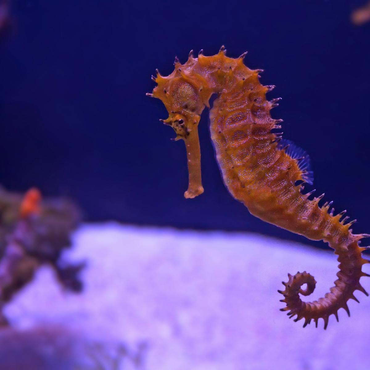 Genes reveal how the seahorse got its snout and became a great father