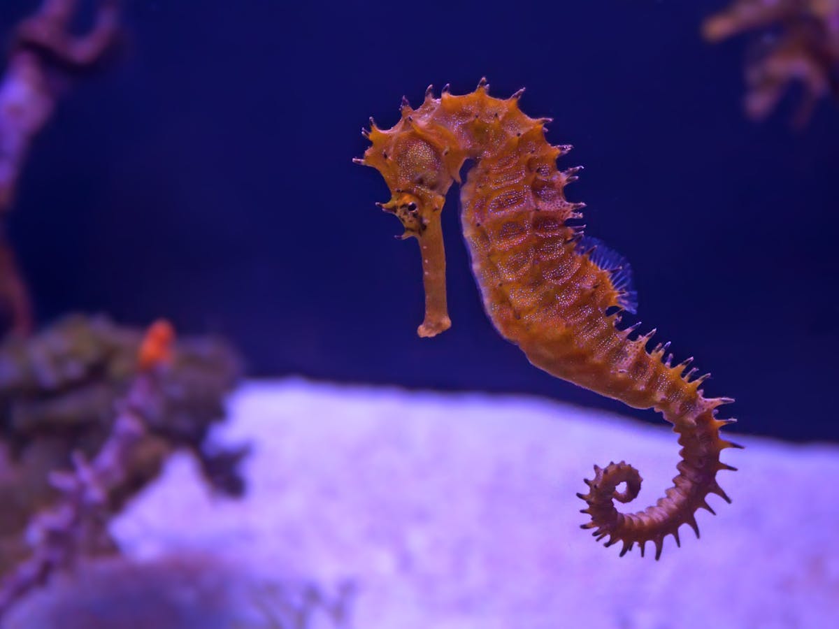 Genes reveal how the seahorse got its snout and became a great father