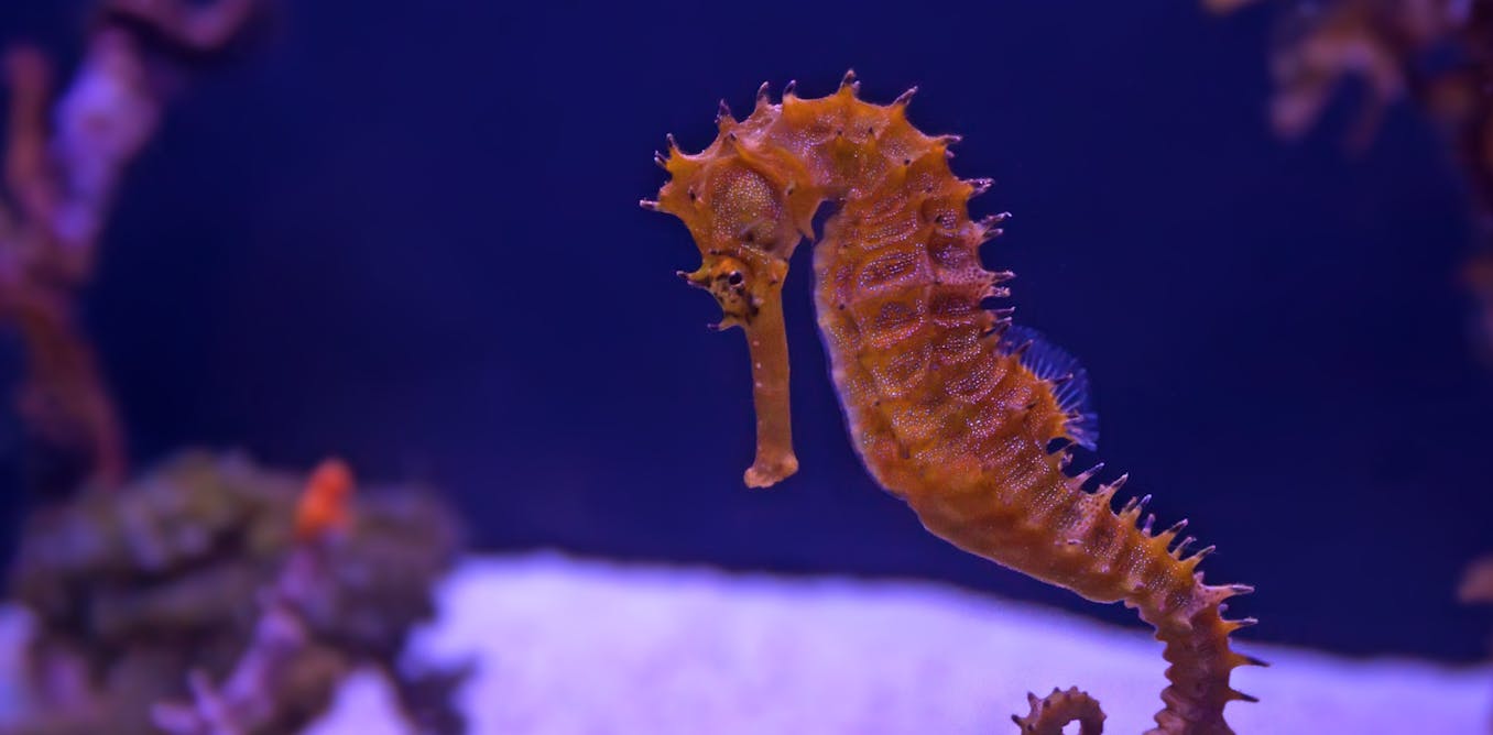 Genes reveal how the seahorse got its snout and became a great father