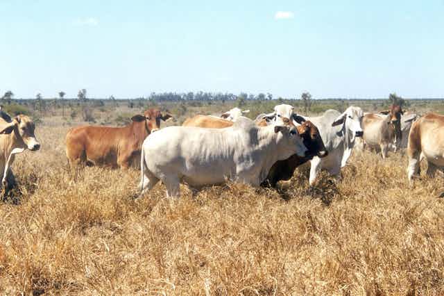 Constance Cattle