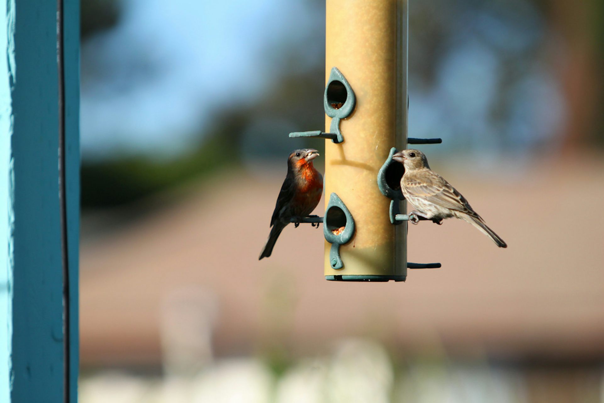 Nourrir Les Oiseaux En Hiver Ce Que Nous Dit La Science