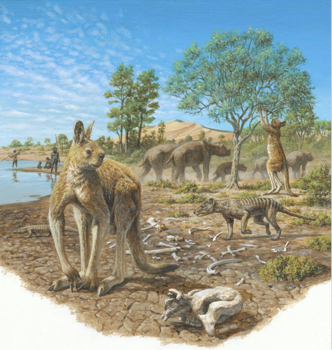 Hovedsagelig Adskille emulering Aboriginal Australians co-existed with the megafauna for at least 17,000  years