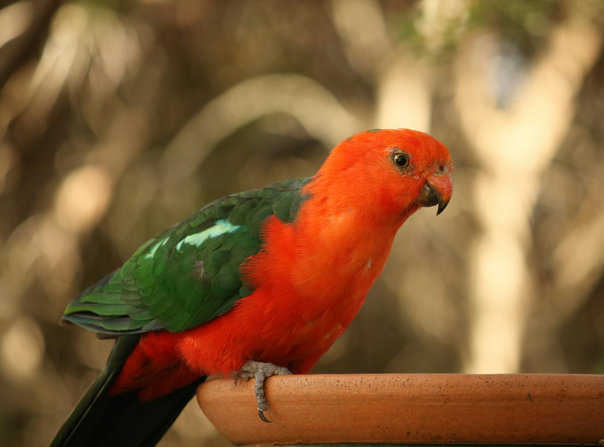 King 2024 parrot food