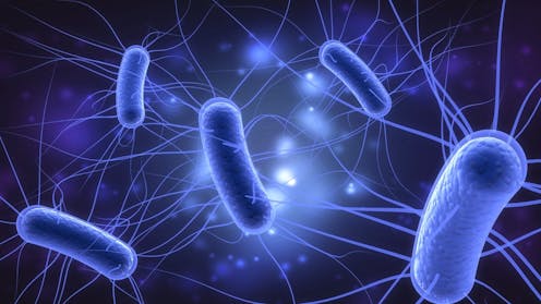 How The Brain Helps The Body Fight Bacteria