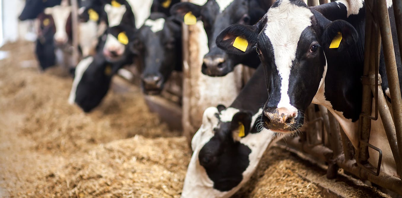 Why we need to keep an eye on whether a blood infection in cattle is linked to breast cancer in humans