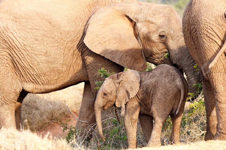 why zimbabwe s use of elephants to pay off old debt to china is
