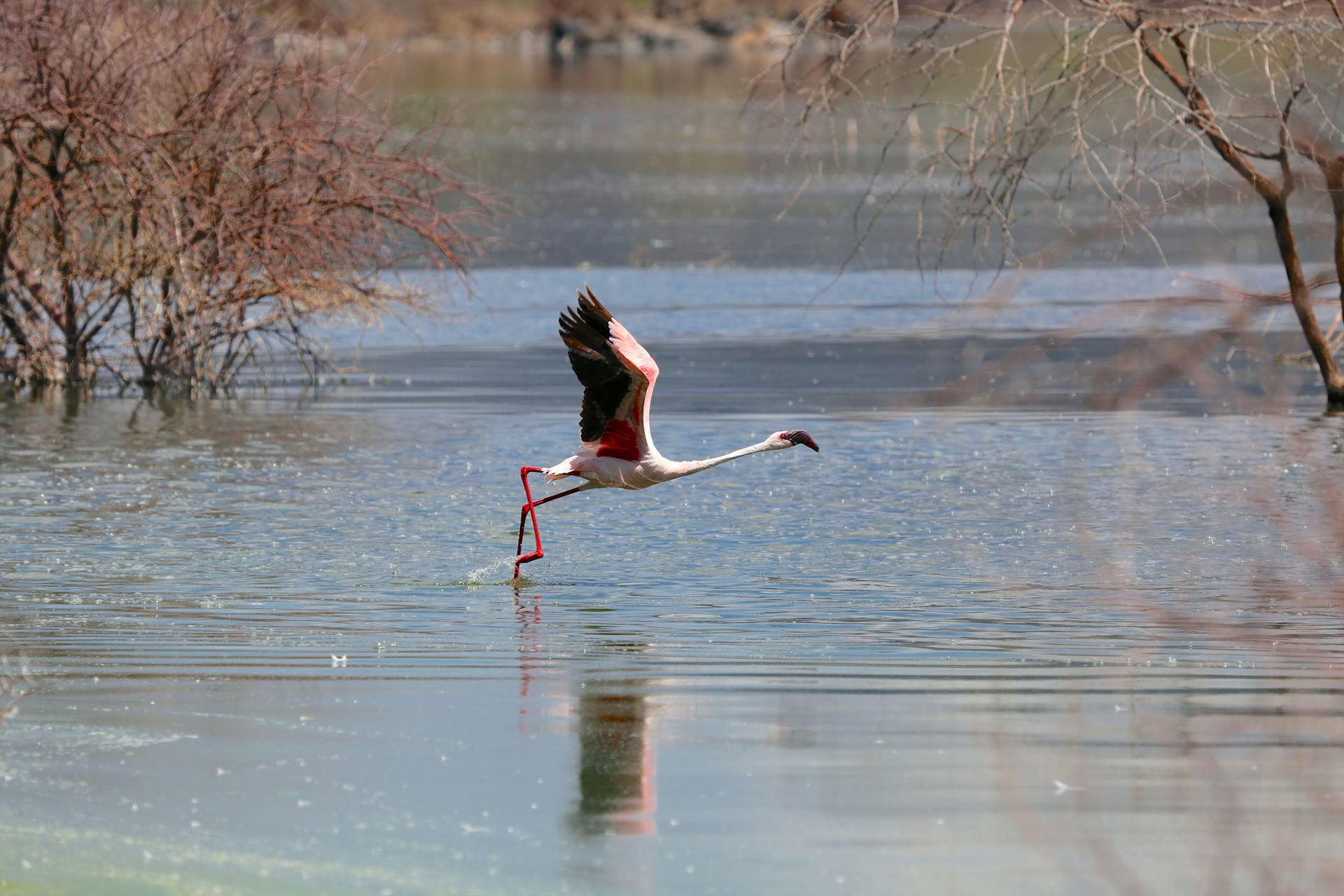 Africa’s Most Toxic Lakes Are A Paradise For Fearless Flamingos