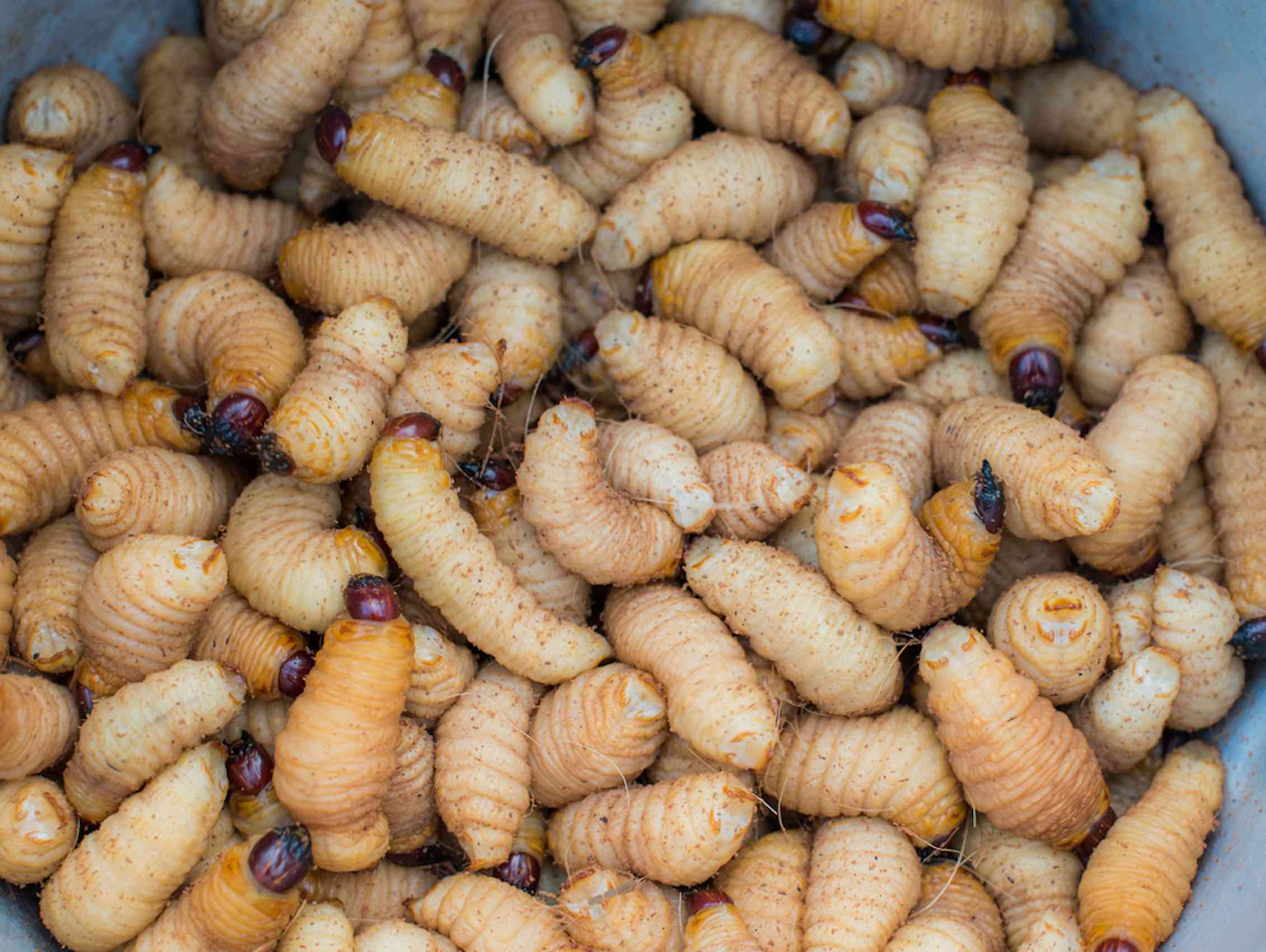 Eating insects has long made sense in Africa. The world must catch up