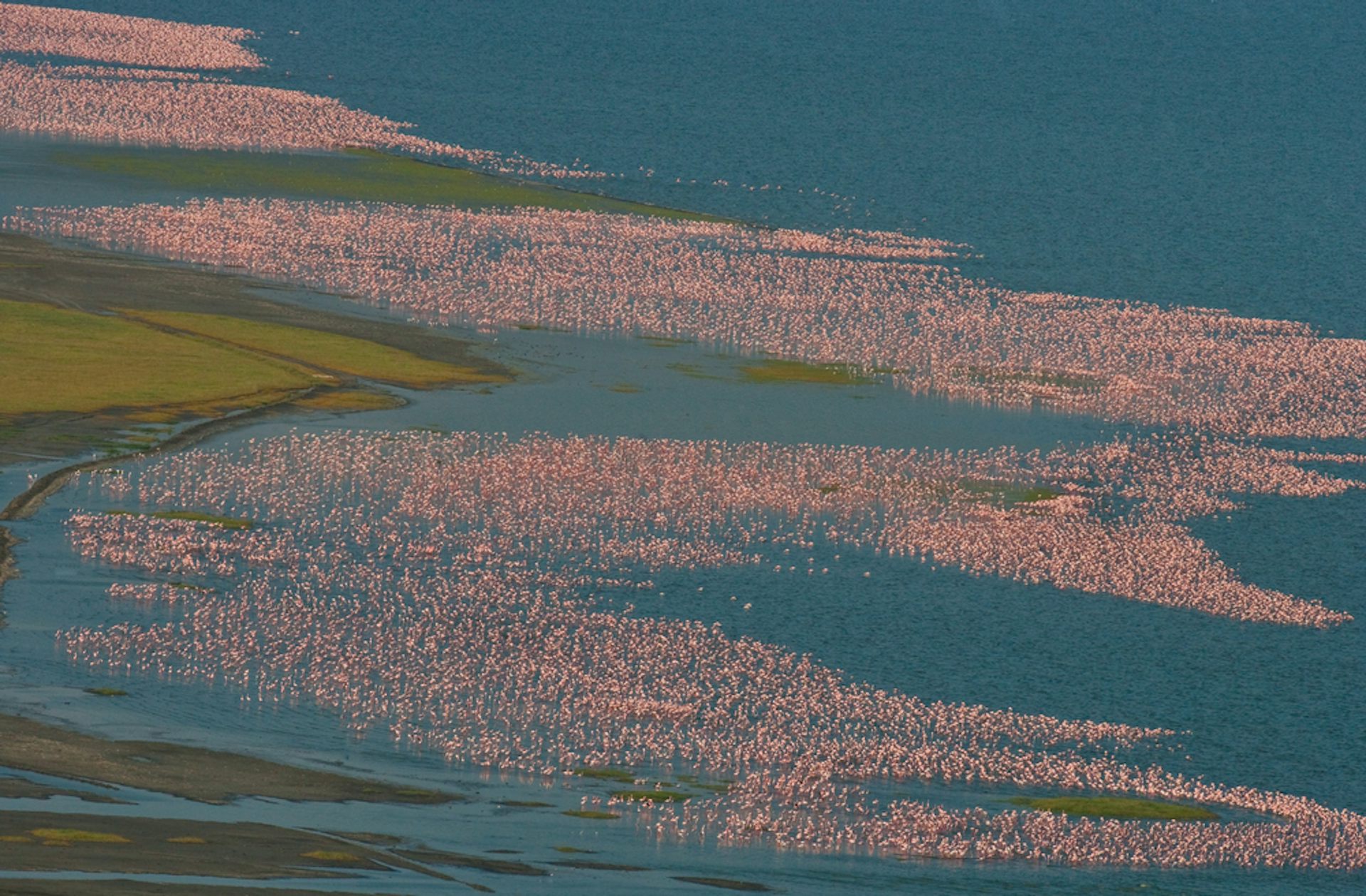 Africa's Most Toxic Lakes Are A Paradise For Fearless Flamingos