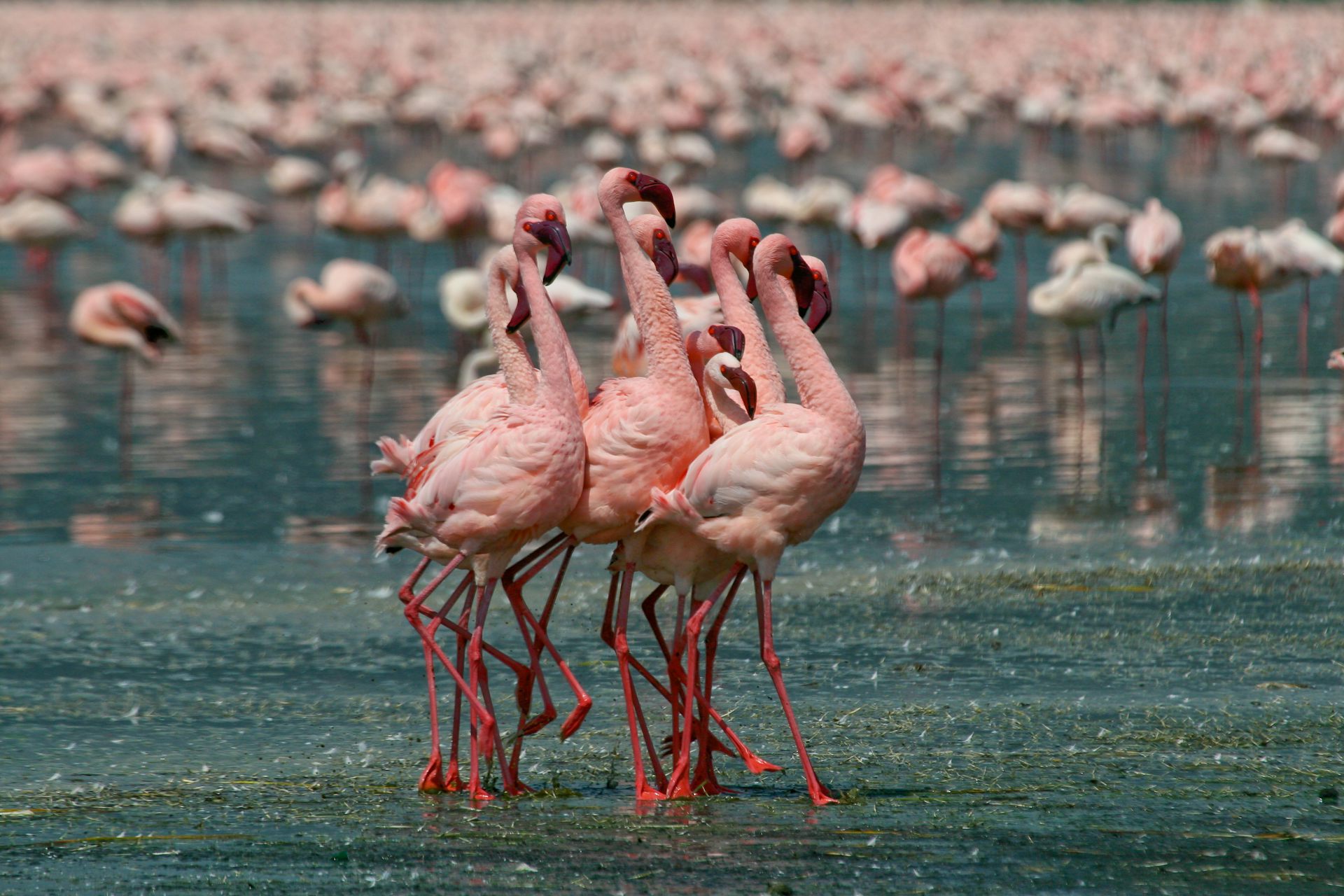 lake natron flamingo nest