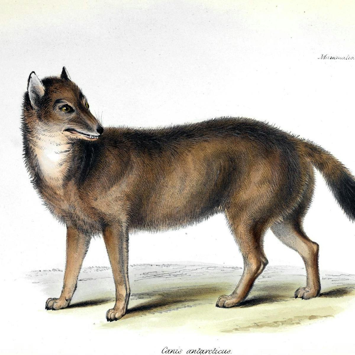falklands wolf that baffled darwin