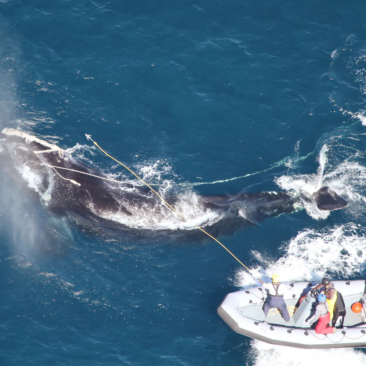 New Us Seafood Rule Shows Global Trade And Conservation Can Work Together