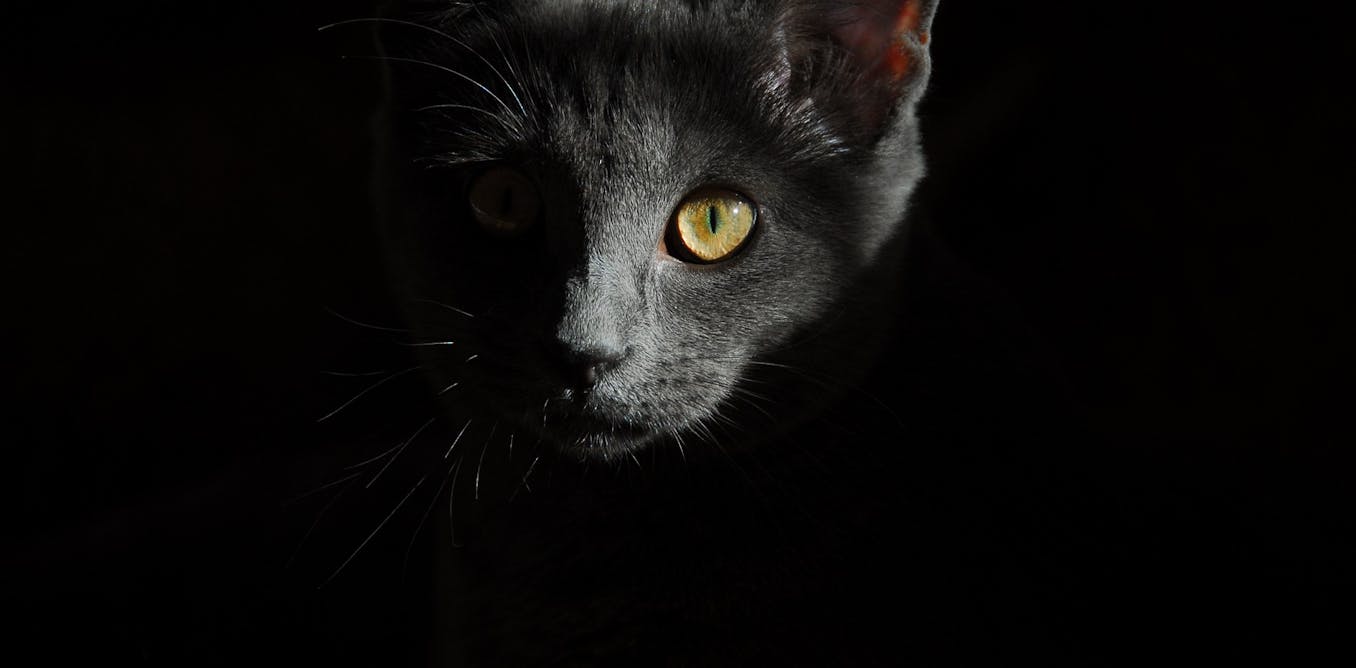 Why Are Some People Afraid Of Cats