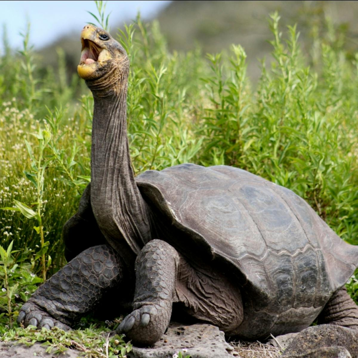Galapagos giant tortoises make a comeback, thanks to innovative  conservation strategies
