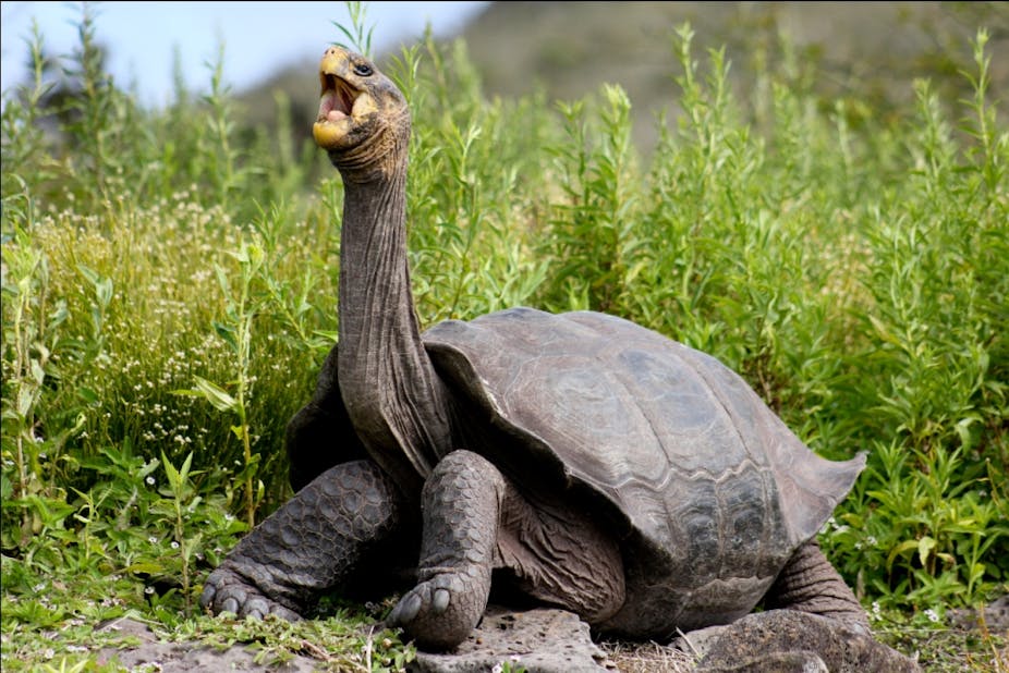 Galapagos giant tortoises make a comeback, thanks to innovative conservation strategies