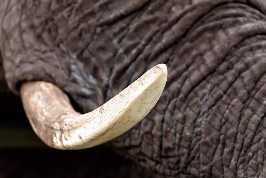 why china ivory ban is a mammoth step towards saving the why china ivory ban is a mammoth step towards saving the
