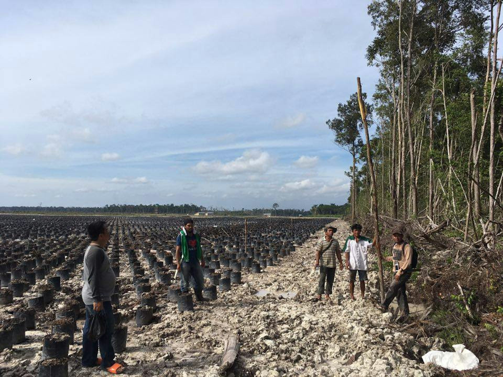 The new superpowers in the global land grab and how they operate