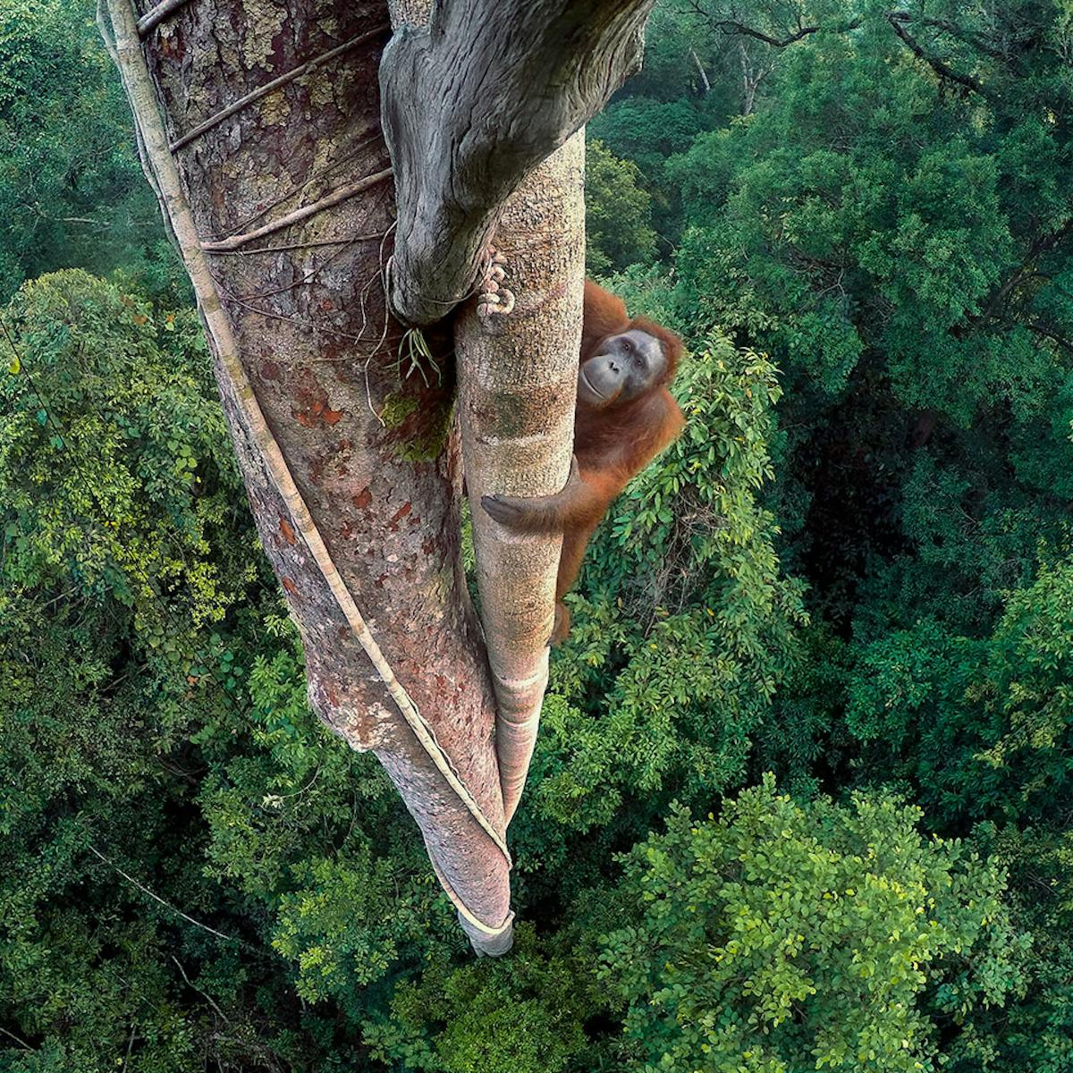 The world's best wildlife photography reveals a fragile, beautiful ...