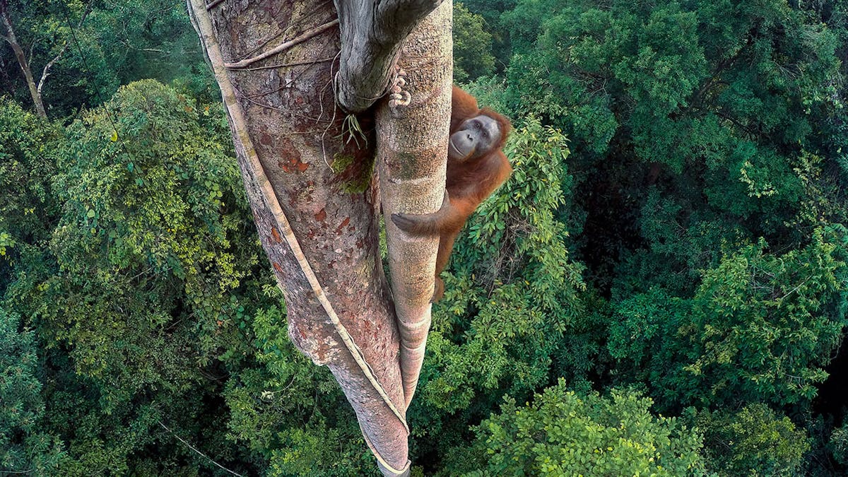 The World S Best Wildlife Photography Reveals A Fragile Beautiful Realm