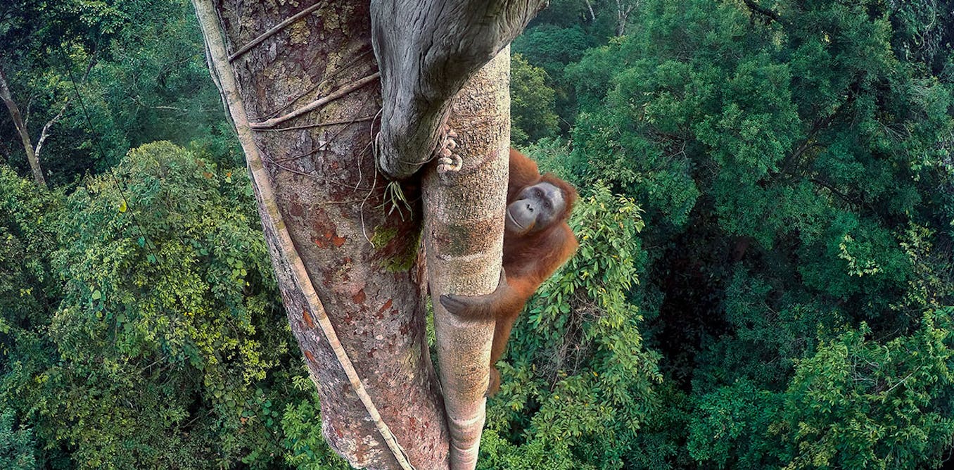 The worlds best wildlife photography reveals a fragile beautiful The worlds best wildlife photography reveals a fragile beautiful