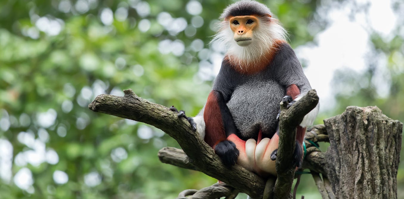 60% of primate species now threatened with extinction, says major new study