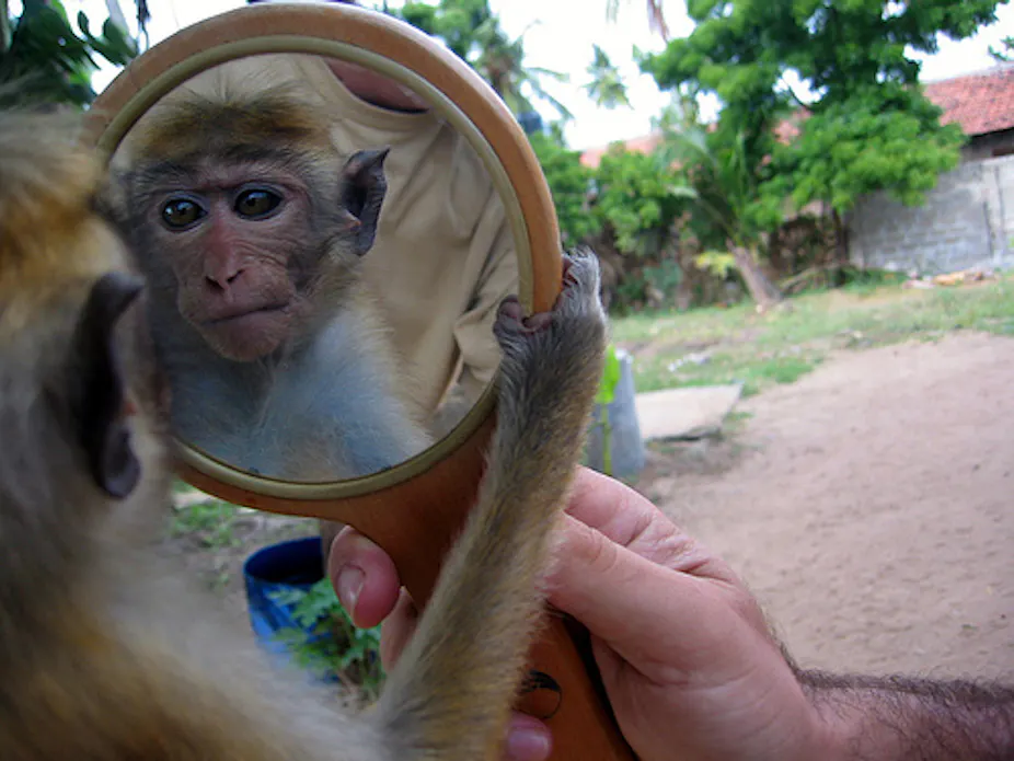 Animal Conscience About time: science and a declaration of animal consciousness