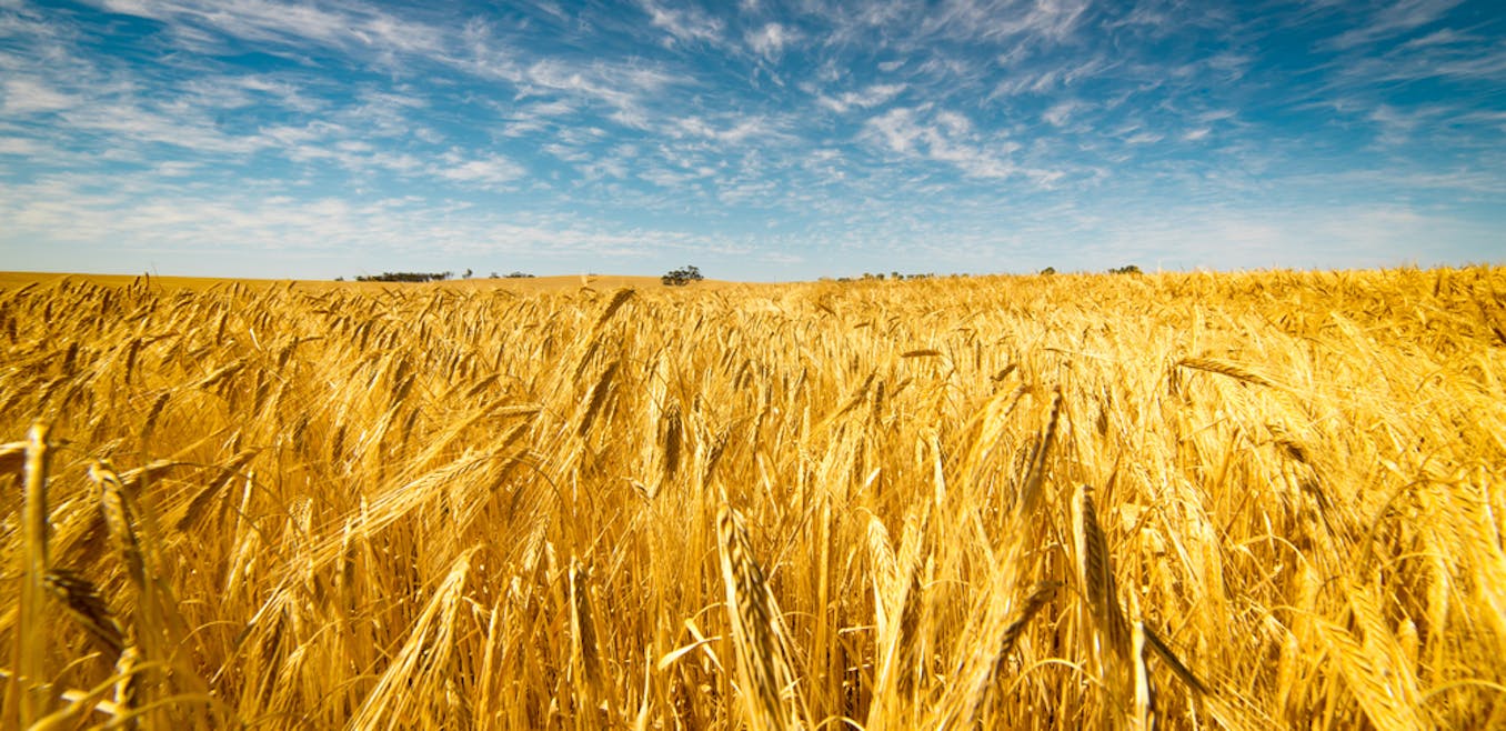 Поле созревшей пшеницы