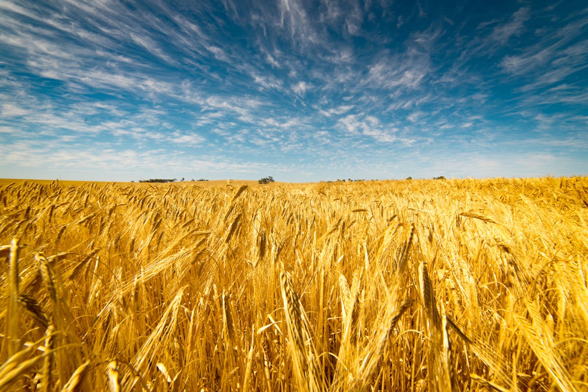 Changing has stalled Australian wheat yields: study