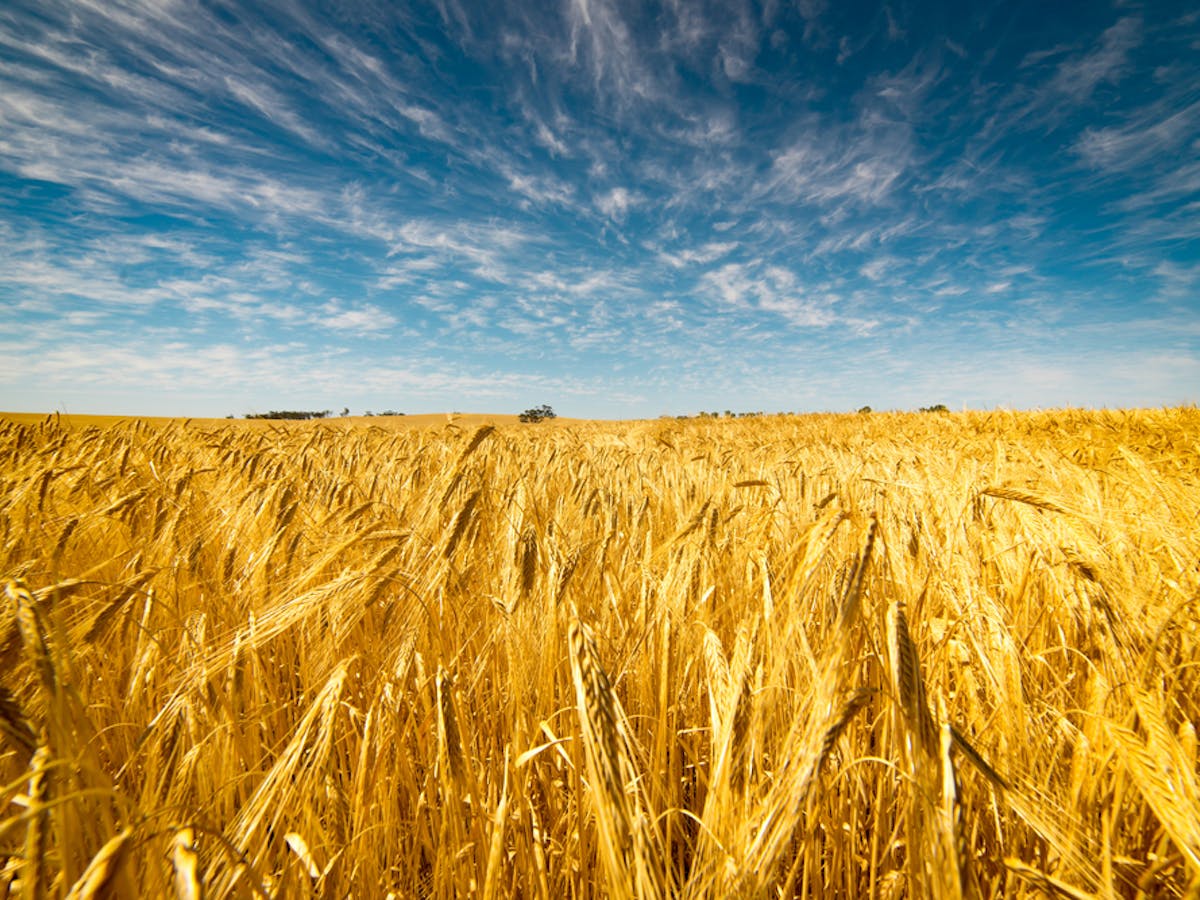 climatic conditions for growing wheat