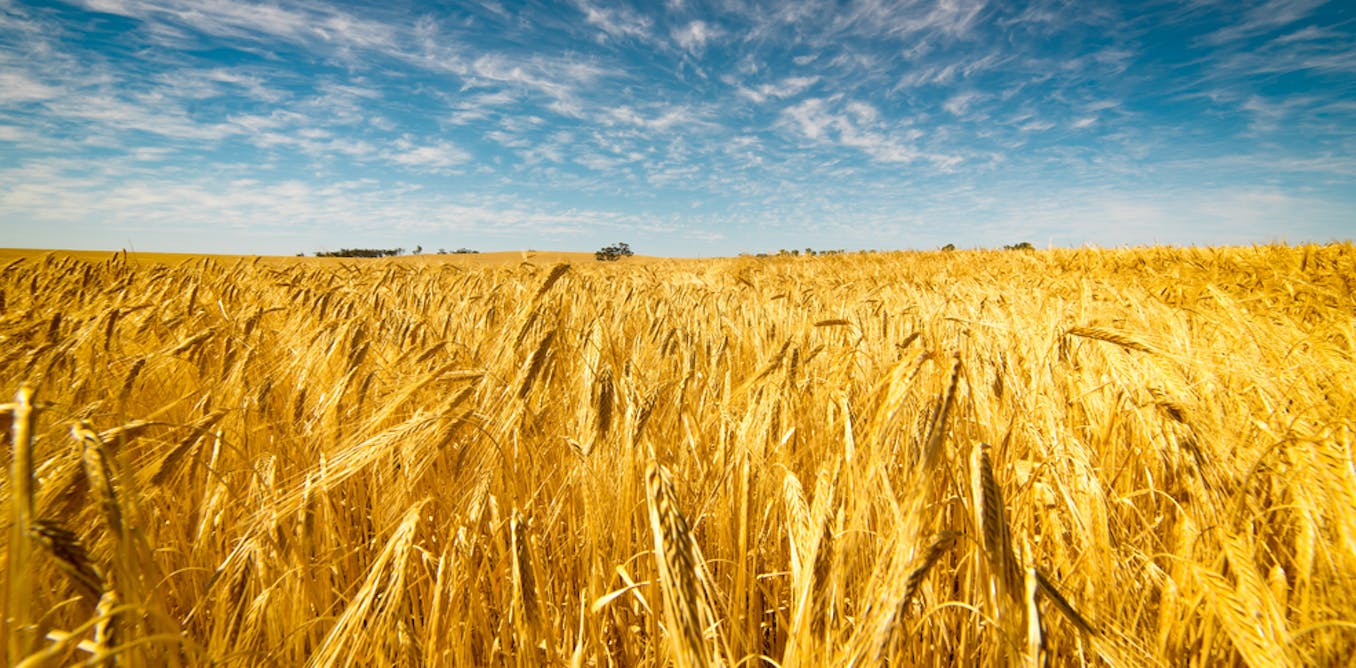 Changing climate has stalled Australian wheat yields study