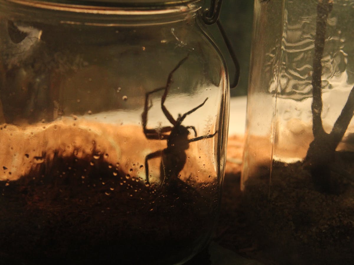 Welcome To Australia A Land Of Creatures Out To Kill You Maybe