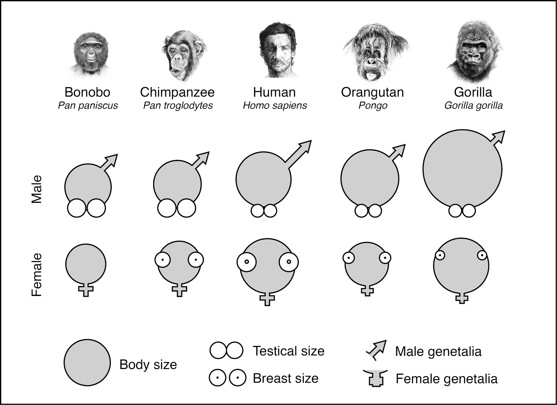 gorilla penis length