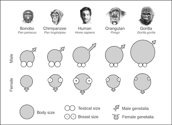 Why Did Humans Evolve Big Penises But Small Testicles