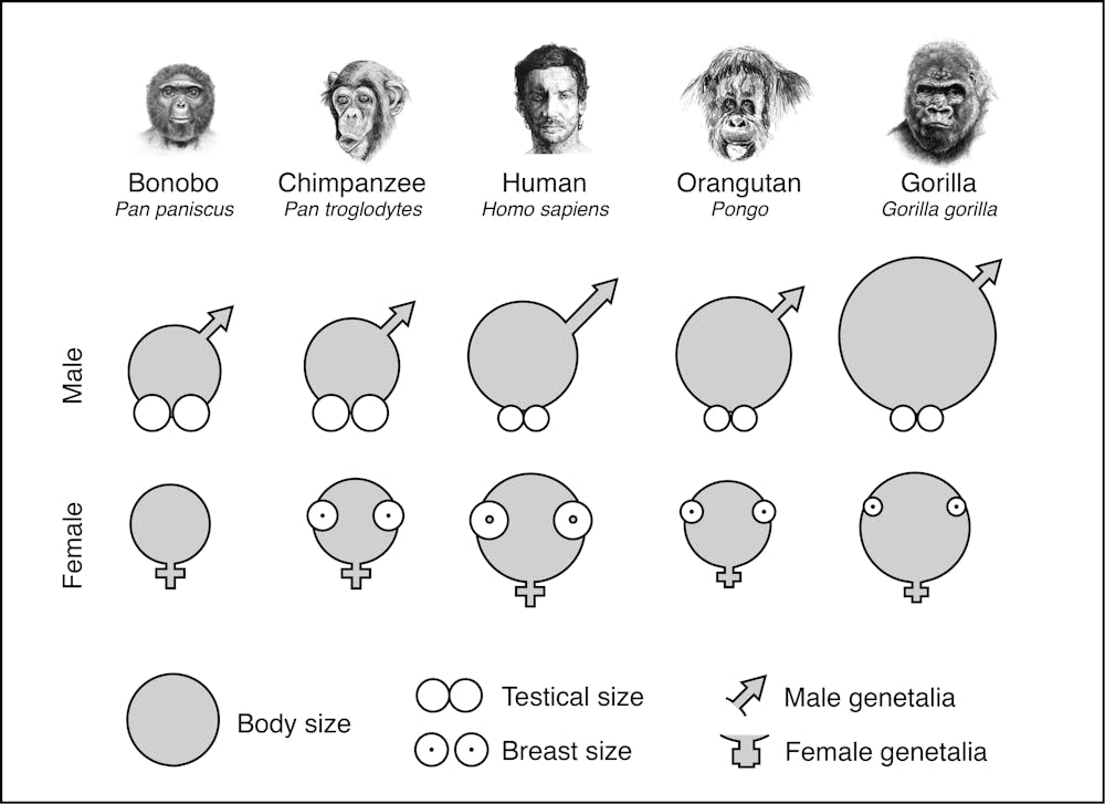 Why did humans evolve big penises but small testicles?