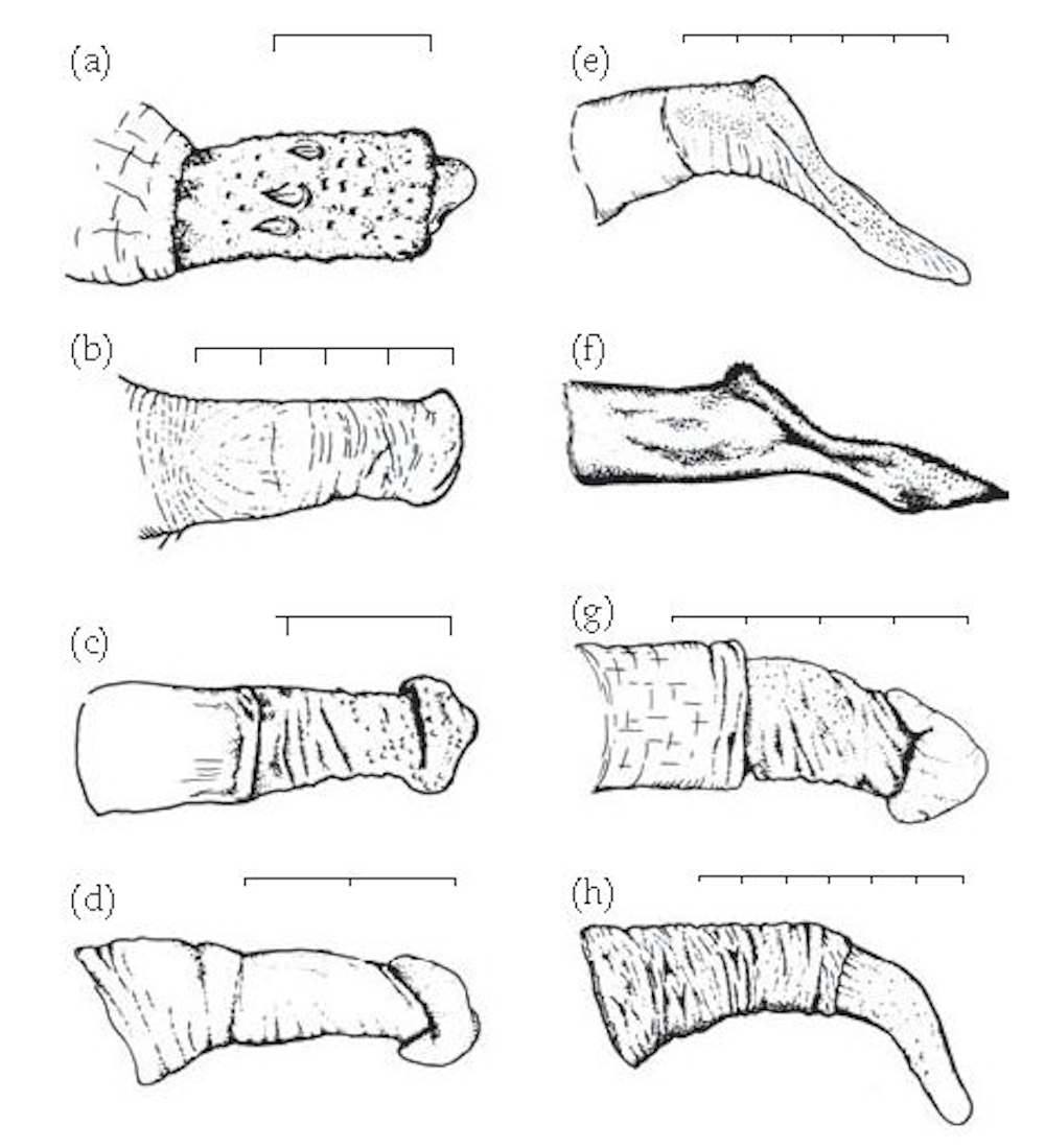 Why did humans evolve big penises but small testicles? Why did humans evolve big penises but small testicles?