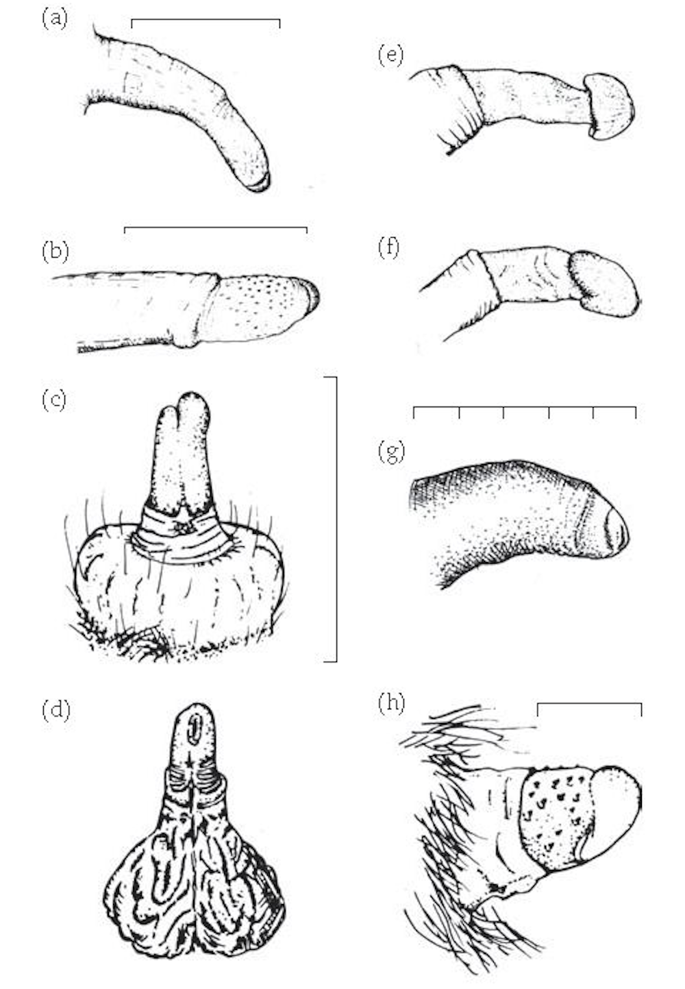 penis la neandertali usturoi de mărire a penisului