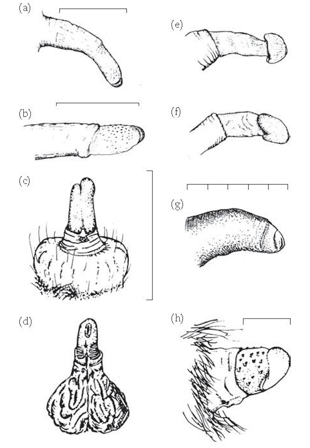 Penis orang utan Comparison of