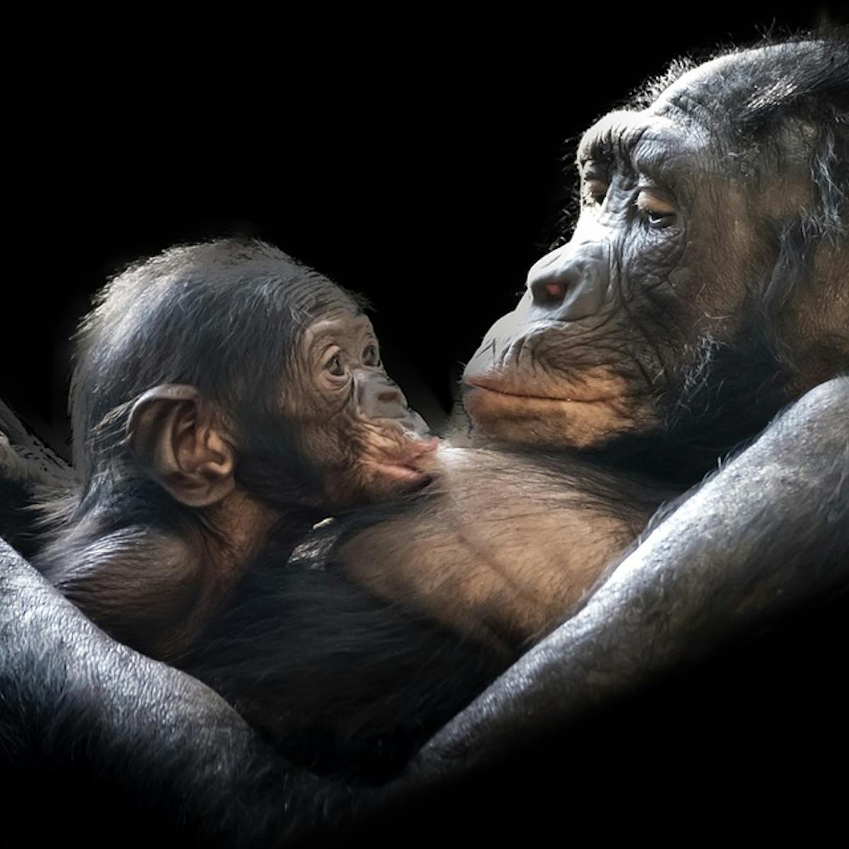 A Gorilla Shot And Killed Before My Eyes A Primatologist S Plea To Save Great Apes A Gorilla Shot And Killed Before My Eyes A Primatologist S Plea To Save Great Apes