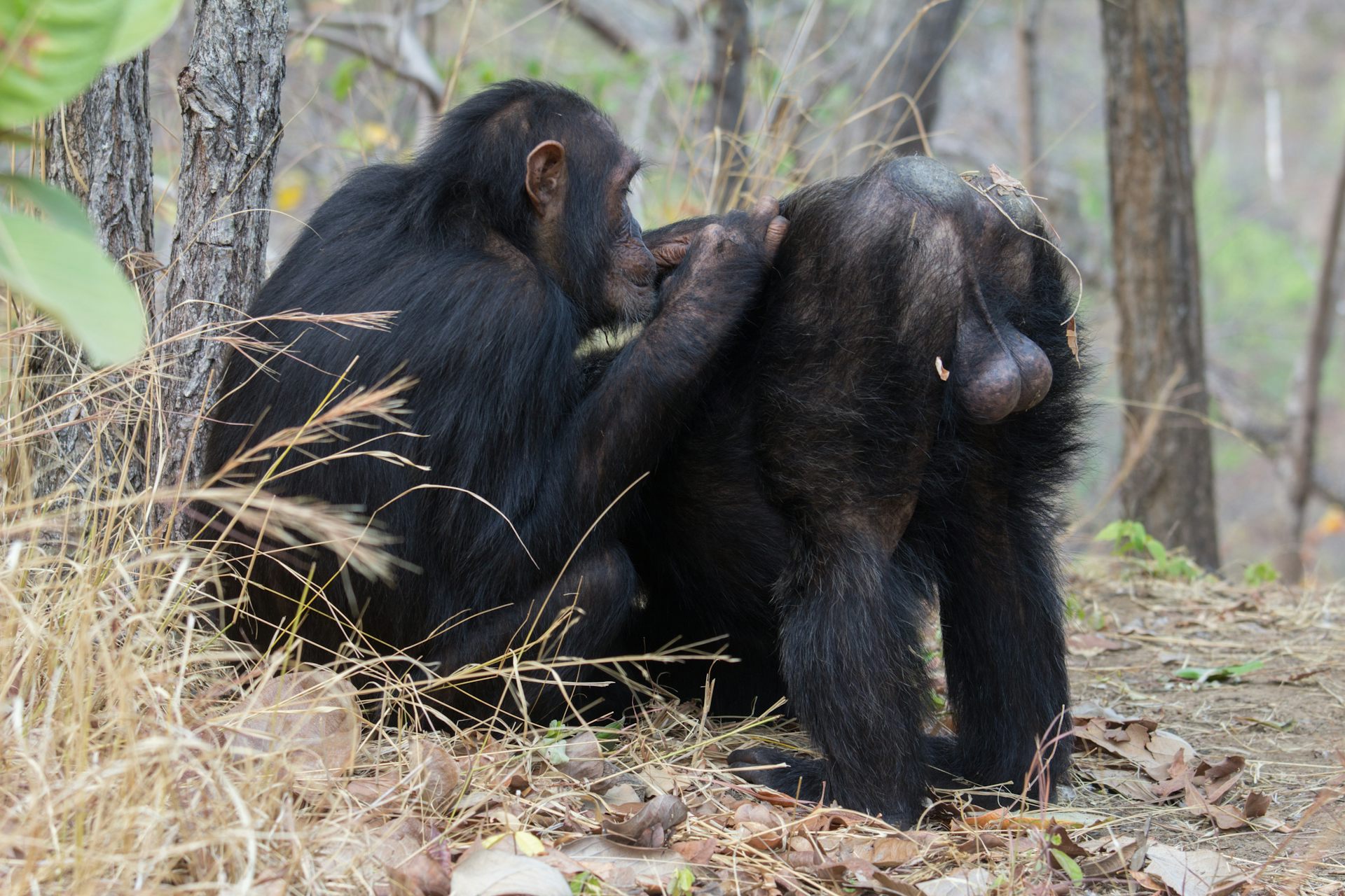 gorilla balls