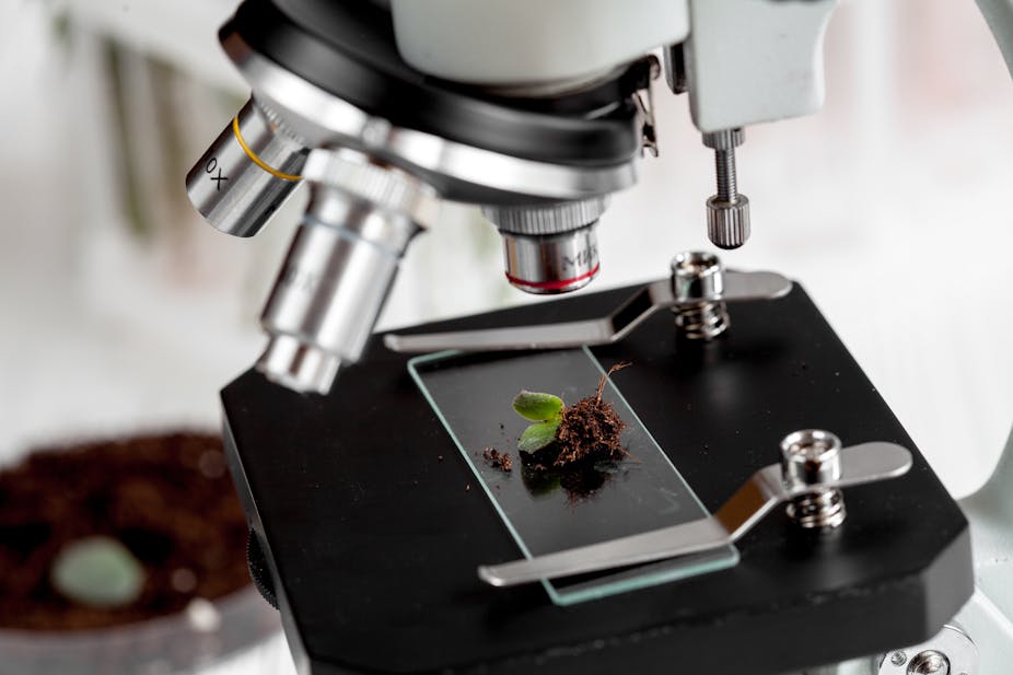 Why microbes are key to solving Africaโs food security crisis Biology Diagrams