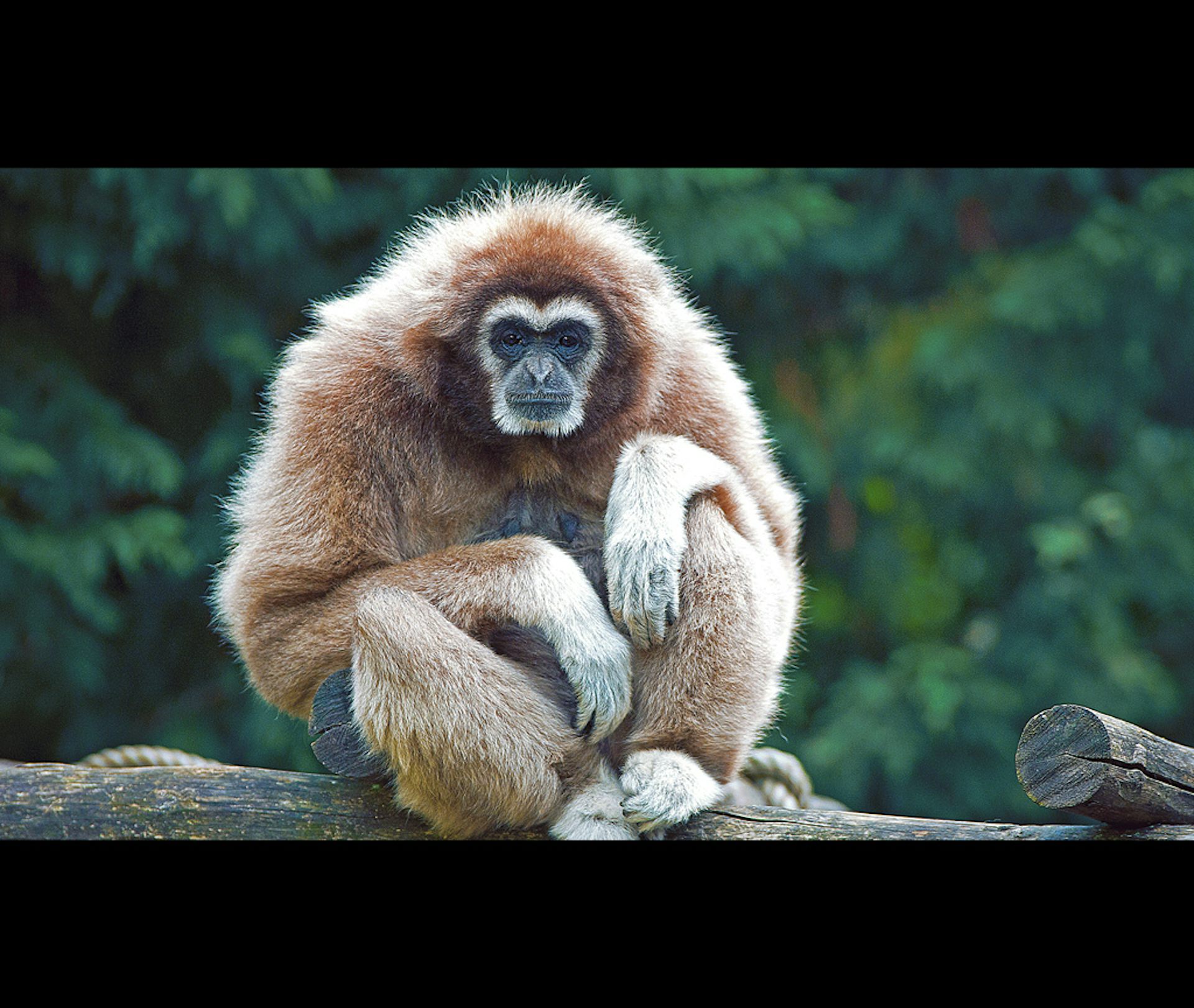 Gibbon song may be music to the ears of human language students